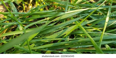Green Fresh Grass Ryegrass Long Narrow Stock Photo 1720903015