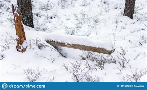 Remains Of A Fallen Tree Trunk Covered With Snow In A Winter Forest