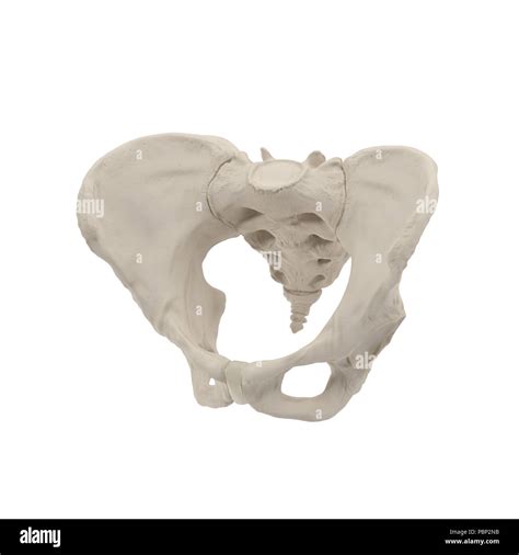 Anatomy Female Pelvis High Resolution Stock Photography And Images Alamy