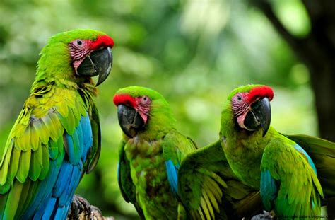 Rain forests are unequaled in their richness of bird species. Real Rainforest Animals | Wallpapers Gallery