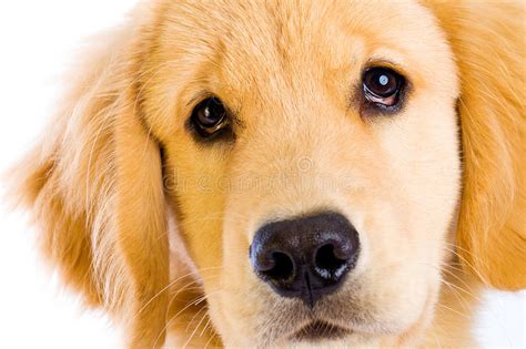 Cute Puppy Face Royalty Free Stock Images Image 20916999