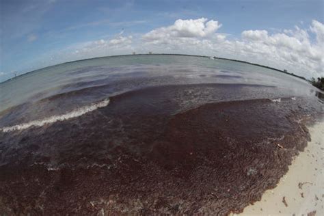 Harmless Red Drift Algae Showing Up At Local Beaches Causing Odor