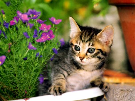 Top 10 funny images of cat flowers. Kitten wallpapers - Kittens Desktop - Flowers - Forest ...