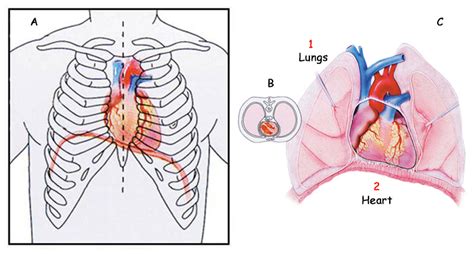 Lungs Behind Ribs Lungs Behind Ribs The Left Lung Is Behind The