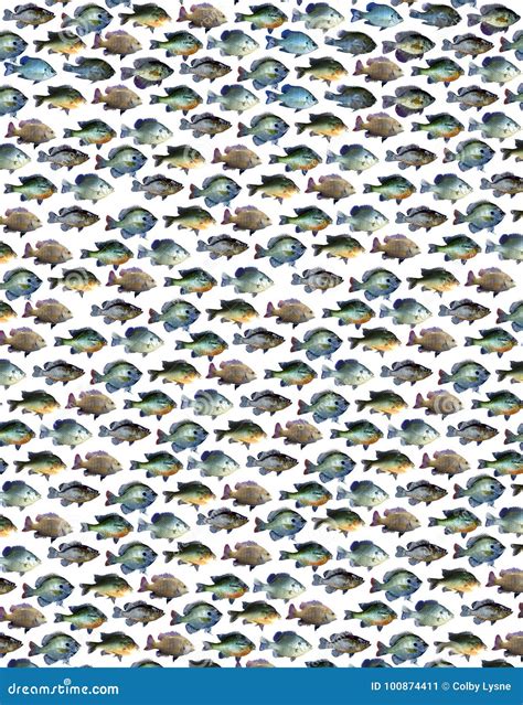 Background Fishing Pattern With A Pan Fish Collage Stock Image Image