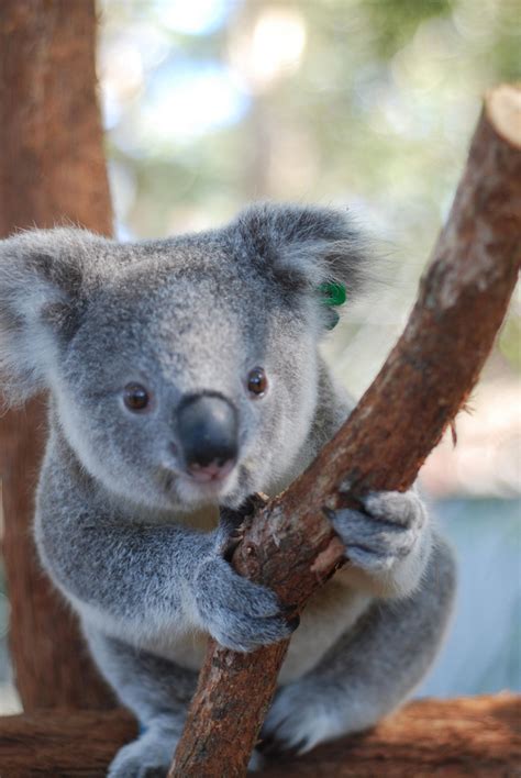 Orphaned Baby Koala Story Has A Happy Ending