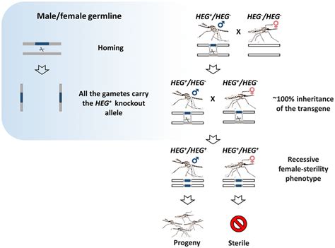 Gene Drive System Targeting Female Reproduction The Confinement Of