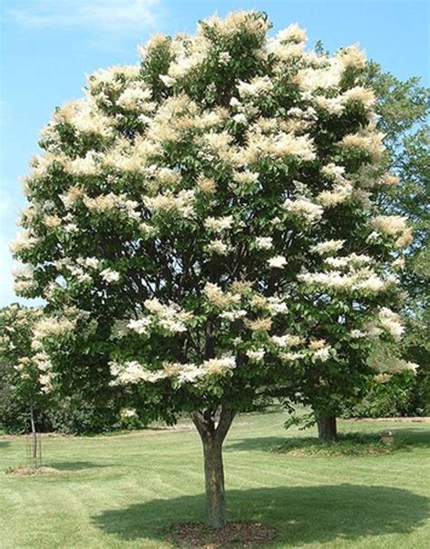 Japanese Tree Lilac Deer Resistant Ornamental Tree
