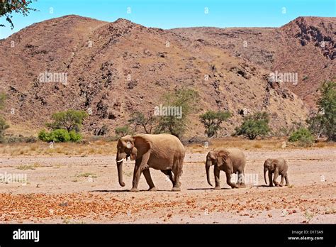 Female African Elephant Charging Female African Elephant Charging Safari Hi Res Stock