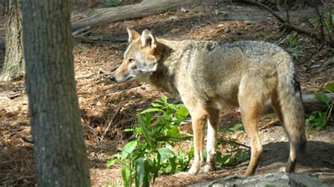 Coyotes A Growing Nuisance For Va Farmers Wvir Nbc29 Charlottesville