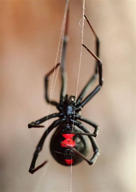 11 Of The Most Dangerous Bugs Out There This Summer Black Widow