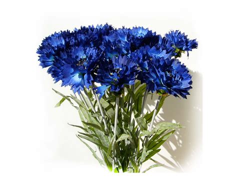 Blue Cornflowerpictures Of Flowers