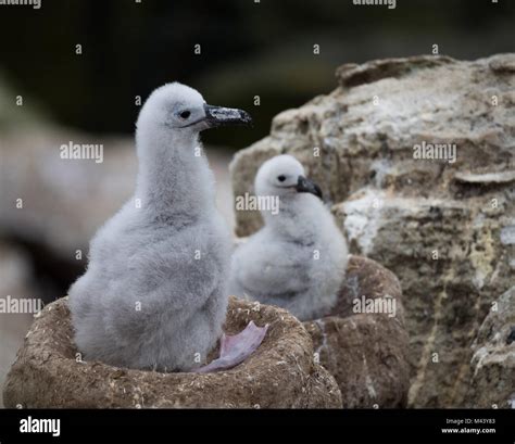 Albatross Chicks Hi Res Stock Photography And Images Alamy
