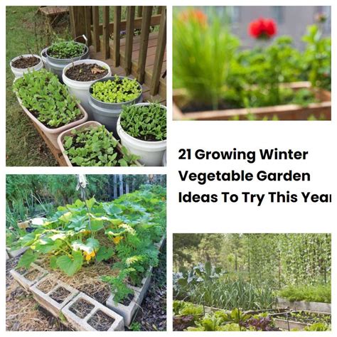 21 Growing Winter Vegetable Garden Ideas To Try This Year Sharonsable