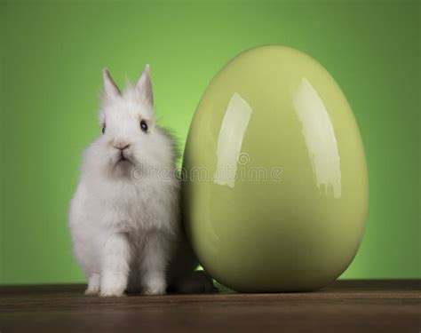 Rabbit Bunny And Easter Egg Stock Image Image Of Concept Little