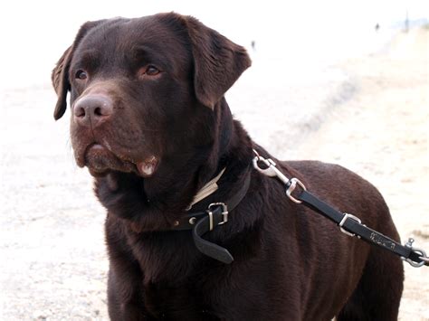 File:Labrador Retriever Chocolate Brown Portrait - Sam.jpg - Wikimedia