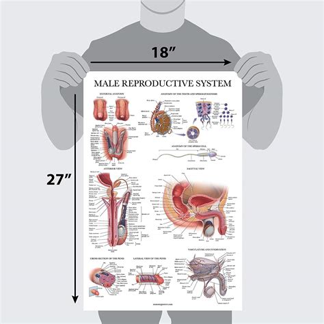 Structure Of Male Body