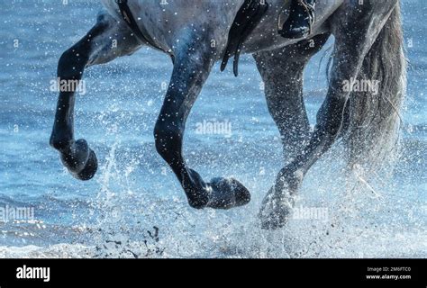 Grey horse run gallop on water. Legs of horse close up into sea with