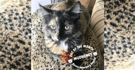 Cat Of The Month February 2019 Mudhoney Rainier Veterinary Hospital