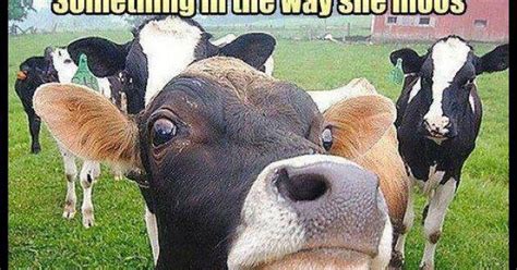 Farm Cow Song ~ Funny Joke Pictures