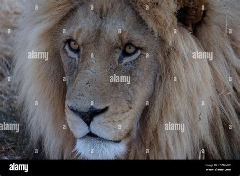 Lions In South Africa Stock Photo Alamy