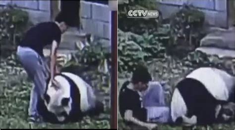 Watch ‘cute Giant Panda Attacks Irritating Man Who Woke Him Up