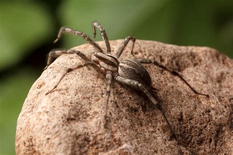 9 Fascinating Facts About Prowling Spider
