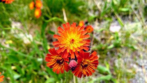 Wild Orange Flowers At Algonquin Provincial Park Stock Image Image Of