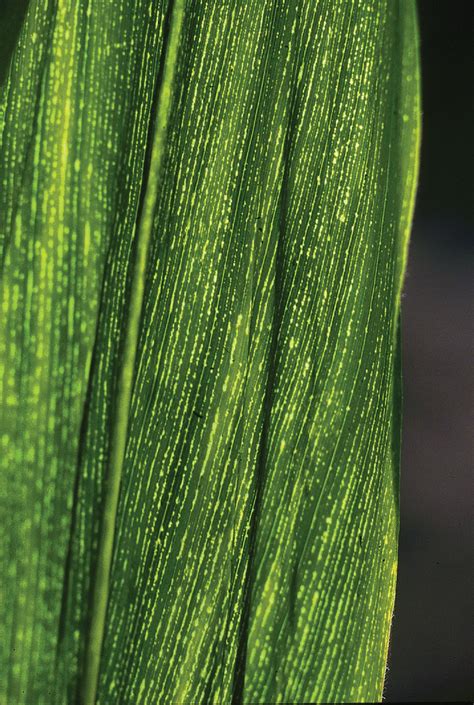 Maize Fine Stripe Virus On Maize Leaf Maize Leaf Showing S Flickr