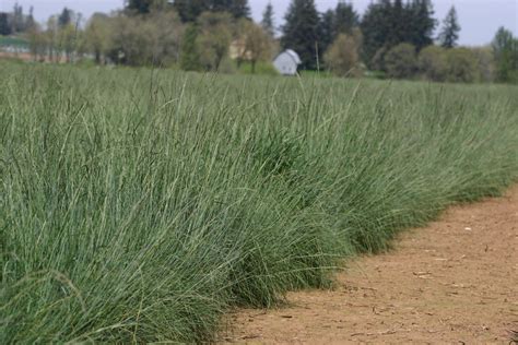 Silver Falls Seed Company Fescue Roemers