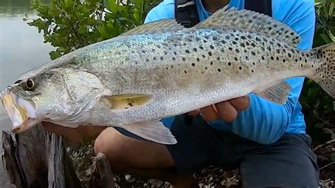 Speckled Trout Fishing Rambling Angler Outdoors
