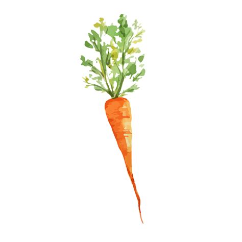 Carrot Vegetable Watercolor Free Image On Pixabay