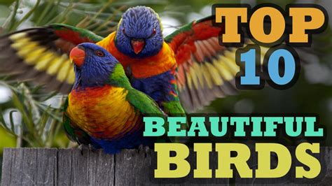 Amazing World Top 10 Most Beautiful Birds In The World