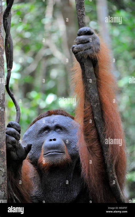 The Adult Male Of The Bornean Orangutan Pongo Pygmaeus Stock Photo Alamy