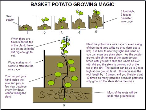 How To Grow Potatoes In A Container 101 Ways To Survive