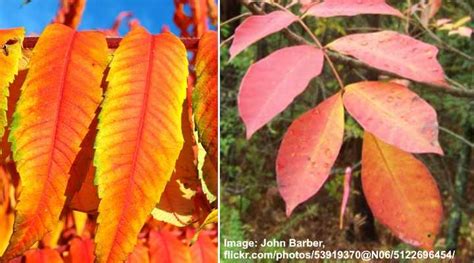 Sumac Trees Types Leaves Berries Pictures Identification Guide