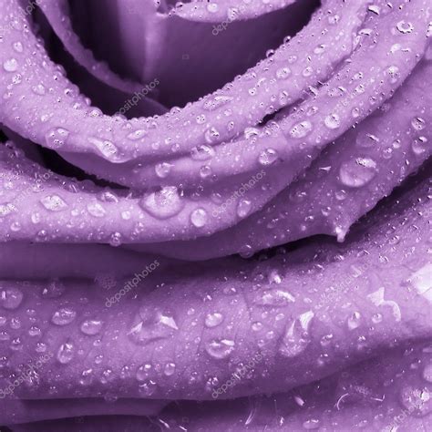 Violet Rose — Stock Photo © Kubais 5297397