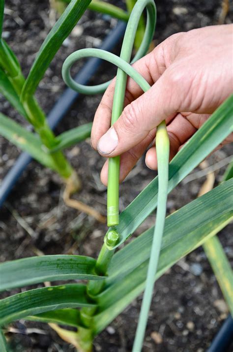 Harvesting Garlic Scapes — Seattle Urban Farm Company