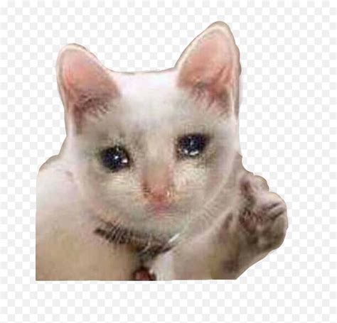 Sad Cat Meme Mood Sniffles Sticker By Camryn Teacher Hypes Up Class