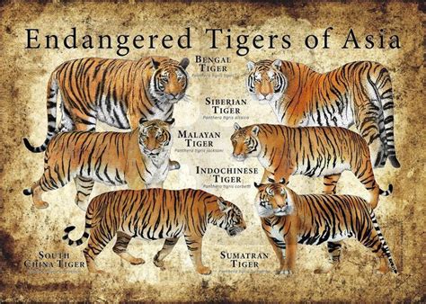 Endangered Tigers Endangered Species Siberian Tiger Bengal Tiger