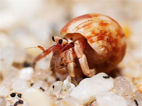 How To Care For Pet Hermit Crabs Vivo Pets