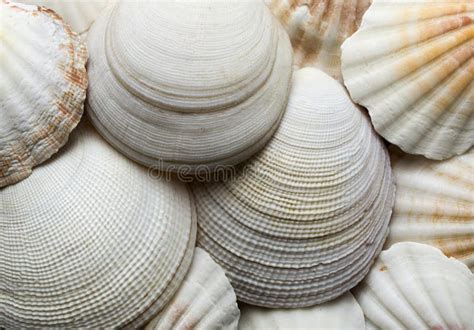 Beautiful Textured Background Of Sea Shells Stock Image Image Of