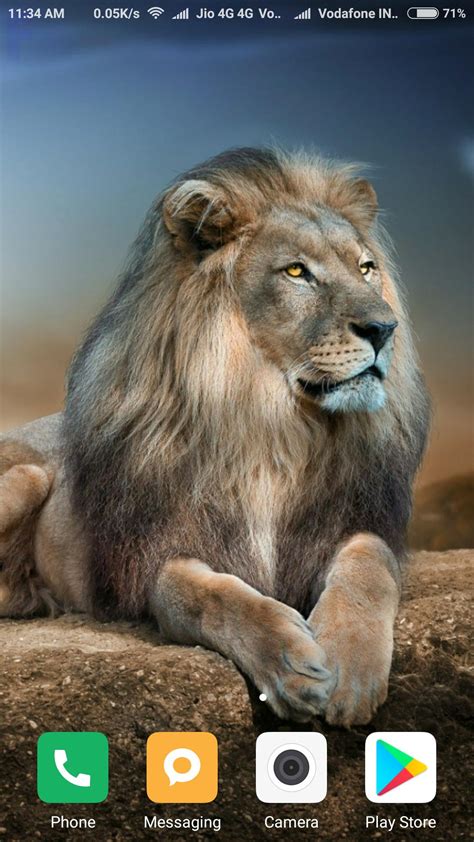 Hd Lion Wallpapers Apk For Android Download