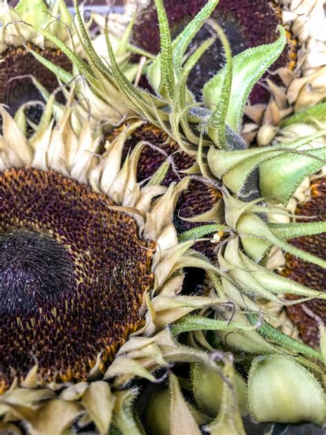 Harvested Sunflower Drying On A Wooden Table Stock Image Image Of