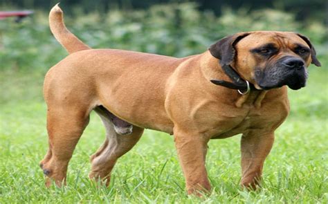 All About Boerboel Dog Breed Originbehaviortrainability Facts