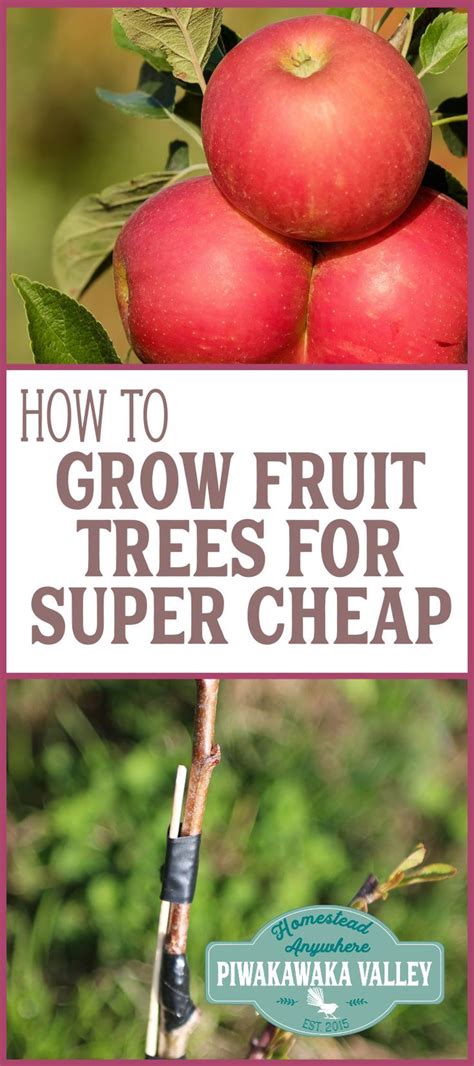 Grafting Fruit Trees A Step By Step Guide On How To Graft A Tree