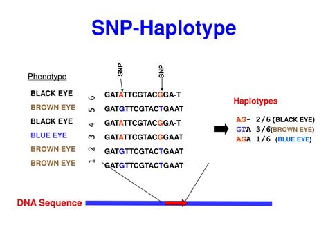 Ppt Single Nucleotide Polymorphisms Snps Haplotypes Linkage