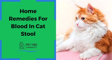 Home Remedies For Blood In Kitten Stool Cat Meme Stock Pictures And