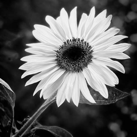 Single Sunflower Black And White Ann Powell Art Photography