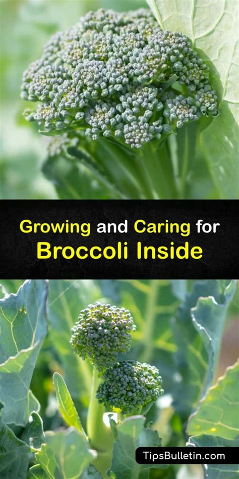Indoor Broccoli Garden Easy Ways To Grow Broccoli In The House
